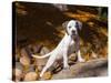 American Staffordshire Terrier Puppy Portrait-Zandria Muench Beraldo-Stretched Canvas