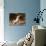 American Staffordshire Terrier Puppy Portrait-Zandria Muench Beraldo-Photographic Print displayed on a wall