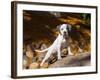 American Staffordshire Terrier Puppy Portrait-Zandria Muench Beraldo-Framed Photographic Print