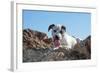 American Staffordshire Terrier Puppy Portrait-Zandria Muench Beraldo-Framed Photographic Print