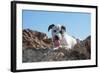 American Staffordshire Terrier Puppy Portrait-Zandria Muench Beraldo-Framed Photographic Print