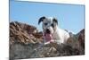 American Staffordshire Terrier Puppy Portrait-Zandria Muench Beraldo-Mounted Photographic Print