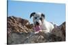 American Staffordshire Terrier Puppy Portrait-Zandria Muench Beraldo-Stretched Canvas