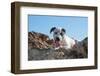 American Staffordshire Terrier Puppy Portrait-Zandria Muench Beraldo-Framed Photographic Print