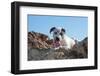 American Staffordshire Terrier Puppy Portrait-Zandria Muench Beraldo-Framed Photographic Print