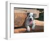 American Staffordshire Terrier Puppy Portrait-Zandria Muench Beraldo-Framed Photographic Print