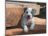 American Staffordshire Terrier Puppy Portrait-Zandria Muench Beraldo-Mounted Photographic Print