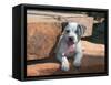 American Staffordshire Terrier Puppy Portrait-Zandria Muench Beraldo-Framed Stretched Canvas