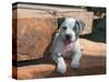 American Staffordshire Terrier Puppy Portrait-Zandria Muench Beraldo-Stretched Canvas