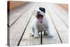 American Staffordshire Terrier Puppy-Laures-Stretched Canvas