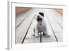 American Staffordshire Terrier Puppy-Laures-Framed Photographic Print