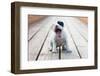 American Staffordshire Terrier Puppy-Laures-Framed Photographic Print