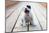 American Staffordshire Terrier Puppy-Laures-Mounted Photographic Print