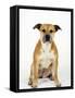 American Staffordshire Terrier Staffy Sitting Portrait-Petra Wegner-Framed Stretched Canvas