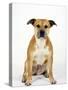 American Staffordshire Terrier Staffy Sitting Portrait-Petra Wegner-Stretched Canvas