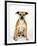 American Staffordshire Terrier Staffy Sitting Portrait-Petra Wegner-Framed Premium Photographic Print