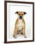 American Staffordshire Terrier Staffy Sitting Portrait-Petra Wegner-Framed Photographic Print