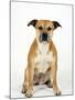 American Staffordshire Terrier Staffy Sitting Portrait-Petra Wegner-Mounted Photographic Print