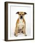 American Staffordshire Terrier Staffy Sitting Portrait-Petra Wegner-Framed Photographic Print