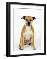 American Staffordshire Terrier Staffy Sitting Portrait-Petra Wegner-Framed Photographic Print