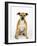 American Staffordshire Terrier Staffy Sitting Portrait-Petra Wegner-Framed Photographic Print