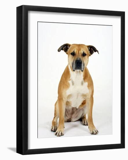 American Staffordshire Terrier Staffy Sitting Portrait-Petra Wegner-Framed Photographic Print