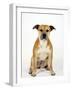 American Staffordshire Terrier Staffy Sitting Portrait-Petra Wegner-Framed Photographic Print