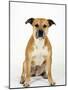 American Staffordshire Terrier Staffy Sitting Portrait-Petra Wegner-Mounted Photographic Print