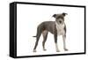 American Staffordshire Terrier-null-Framed Stretched Canvas