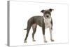 American Staffordshire Terrier-null-Stretched Canvas