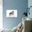 American Staffordshire Terrier-null-Photographic Print displayed on a wall
