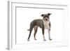 American Staffordshire Terrier-null-Framed Photographic Print