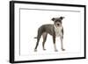 American Staffordshire Terrier-null-Framed Photographic Print