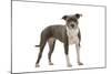 American Staffordshire Terrier-null-Mounted Photographic Print