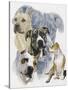 American Staffordshire Terrier-Barbara Keith-Stretched Canvas