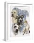 American Staffordshire Terrier-Barbara Keith-Framed Giclee Print