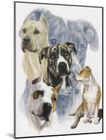 American Staffordshire Terrier-Barbara Keith-Mounted Giclee Print