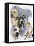 American Staffordshire Terrier-Barbara Keith-Framed Stretched Canvas