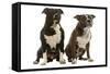 American Staffordshire Terriers-null-Framed Stretched Canvas