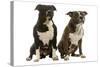 American Staffordshire Terriers-null-Stretched Canvas