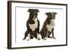 American Staffordshire Terriers-null-Framed Photographic Print