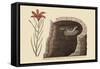 American Swallow-Mark Catesby-Framed Stretched Canvas