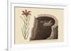 American Swallow-Mark Catesby-Framed Premium Giclee Print