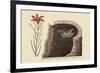 American Swallow-Mark Catesby-Framed Premium Giclee Print