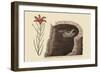 American Swallow-Mark Catesby-Framed Art Print