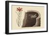 American Swallow-Mark Catesby-Framed Art Print