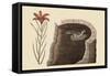 American Swallow-Mark Catesby-Framed Stretched Canvas