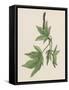 American Sweetgum Leaves (Liquidambar Styraciflua), Altingiaceae-null-Framed Stretched Canvas