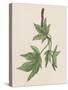 American Sweetgum Leaves (Liquidambar Styraciflua), Altingiaceae-null-Stretched Canvas