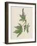 American Sweetgum Leaves (Liquidambar Styraciflua), Altingiaceae-null-Framed Giclee Print